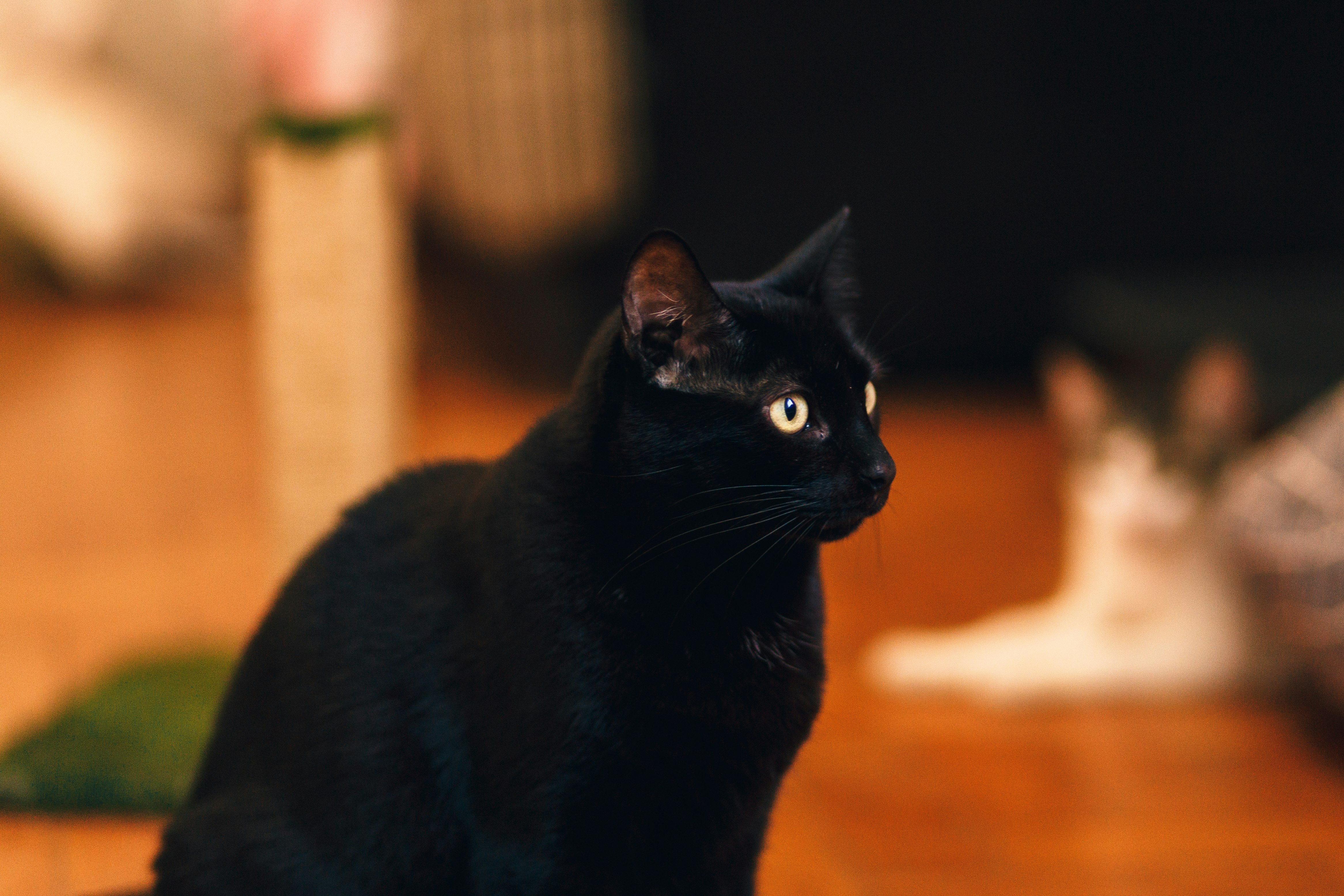 black cat on brown wooden table